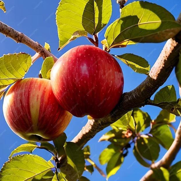 De Appelhoeve Terschuur Exterior foto